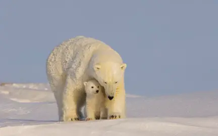 Polar Bear Gifts — снимка 2 от 5