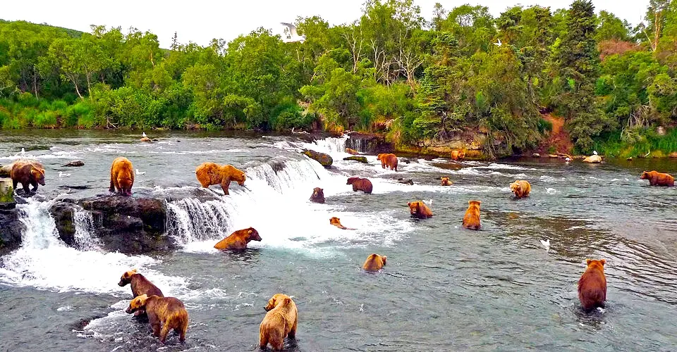 Denali Grizzly Bear Resort — снимка 7 от 9