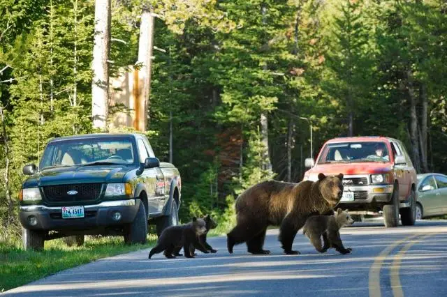 Denali Grizzly Bear Resort — снимка 9 от 9