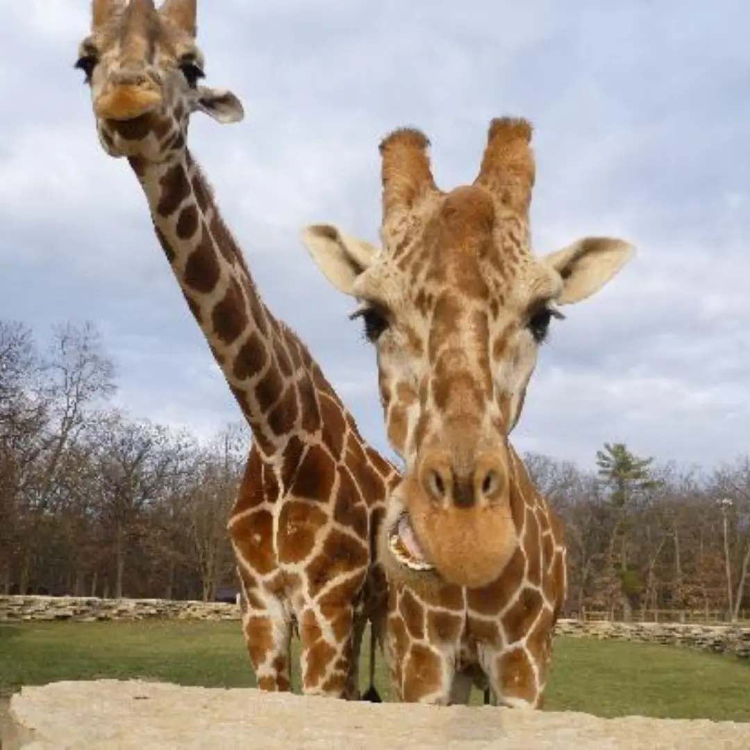Timbavati Wildlife Park — снимка 2 от 3