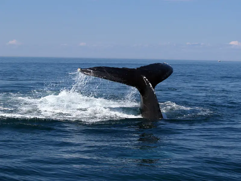 Bar Harbor Whale Watch — снимка 2 от 4
