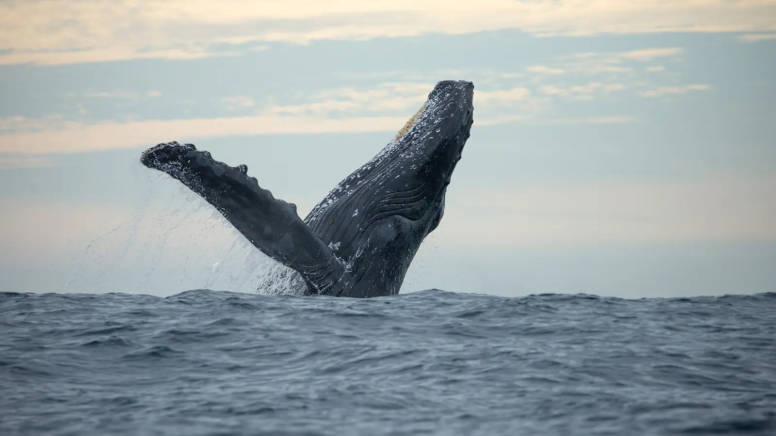 Bar Harbor Whale Watch — Bar Harbor, Maine