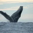 Bar Harbor Whale Watch