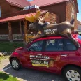 Moosejaw Pizza & Dells Brewing Co